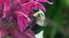 Bombus bimaculatus