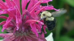 Bombus bimaculatus