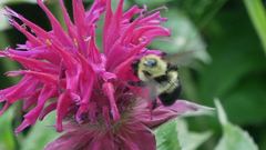 Bombus bimaculatus