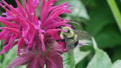 Bombus bimaculatus