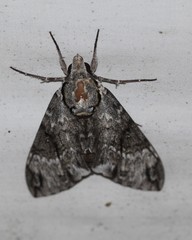 Psilogramma menephron