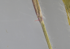 Dichanthelium implicatum