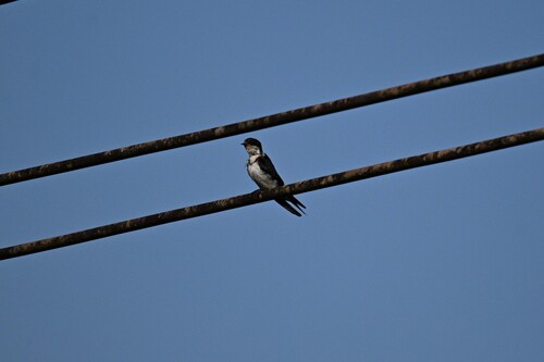 Ethiopian Swallow