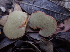 Rhizopogon pseudoroseolus