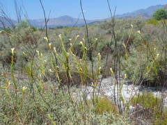 Lachnaea capitata