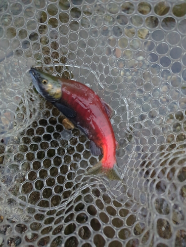 Sockeye Salmon
