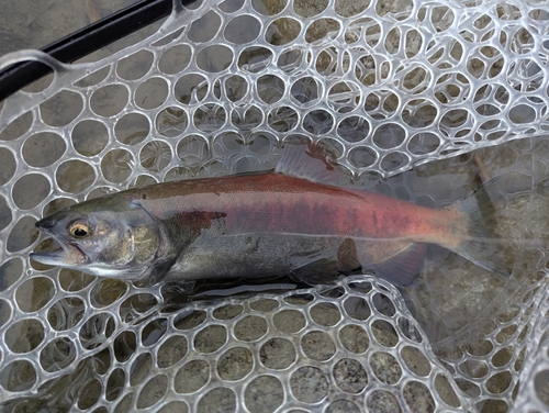 Sockeye Salmon