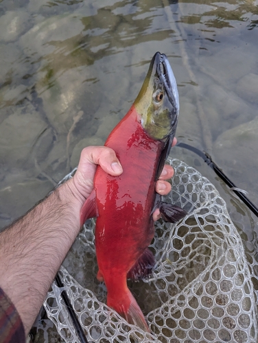 Sockeye Salmon