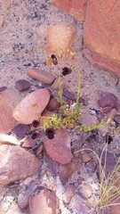 Nemesia bodkinii