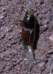 Scolytus