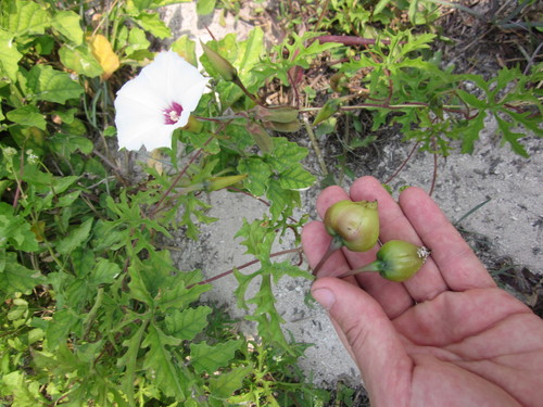 Alamo vine