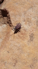 Spilostethus crudelis