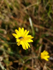 Odontocorynus