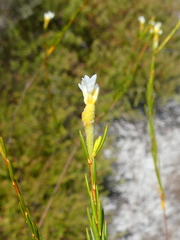 Lachnaea capitata