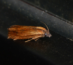 Eucosma umbrastriana