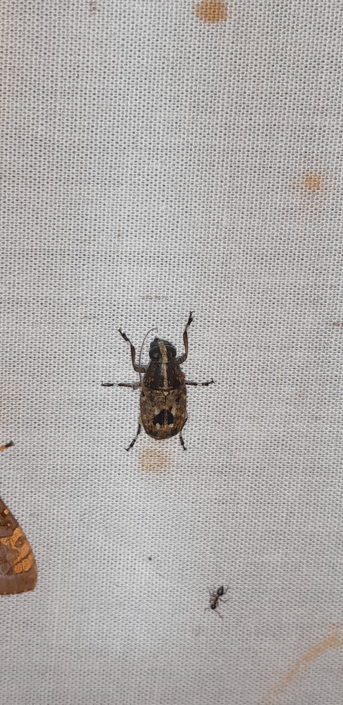 Phaenithon centralis
