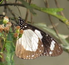 Amauris ochlea ochlea