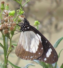 Amauris ochlea ochlea