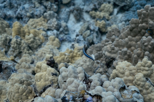 Plagiotremus ewaensis observed 2025-09-24