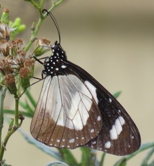 Amauris ochlea ochlea