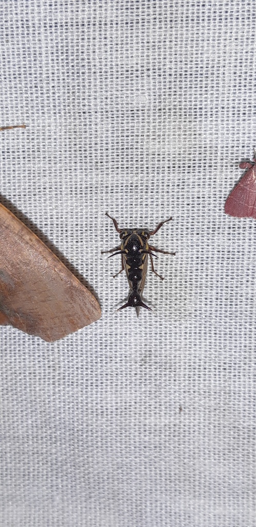 Heteronotus camaroni