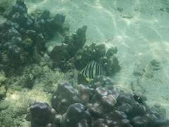 Chaetodon octofasciatus