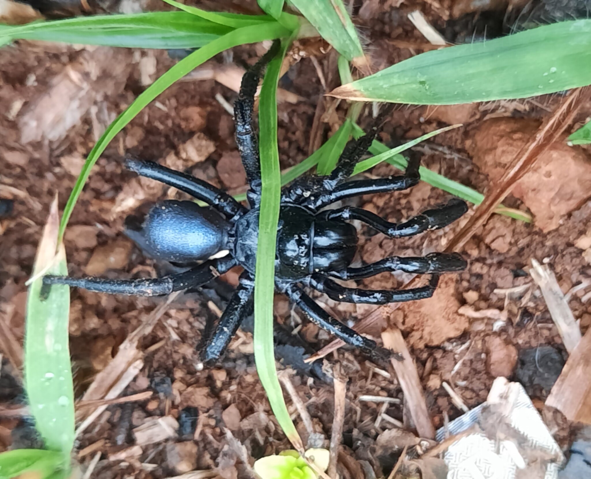 Actinopus candango Miglio, Pérez-Miles & Bonaldo, 2020