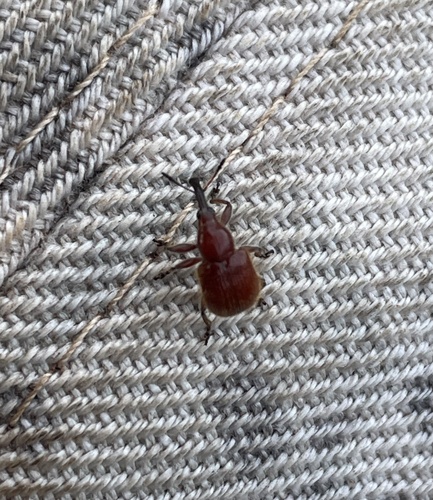 Clinorhynchites distinguendulus