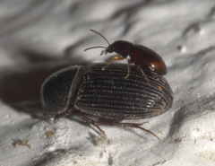 Elaphropus