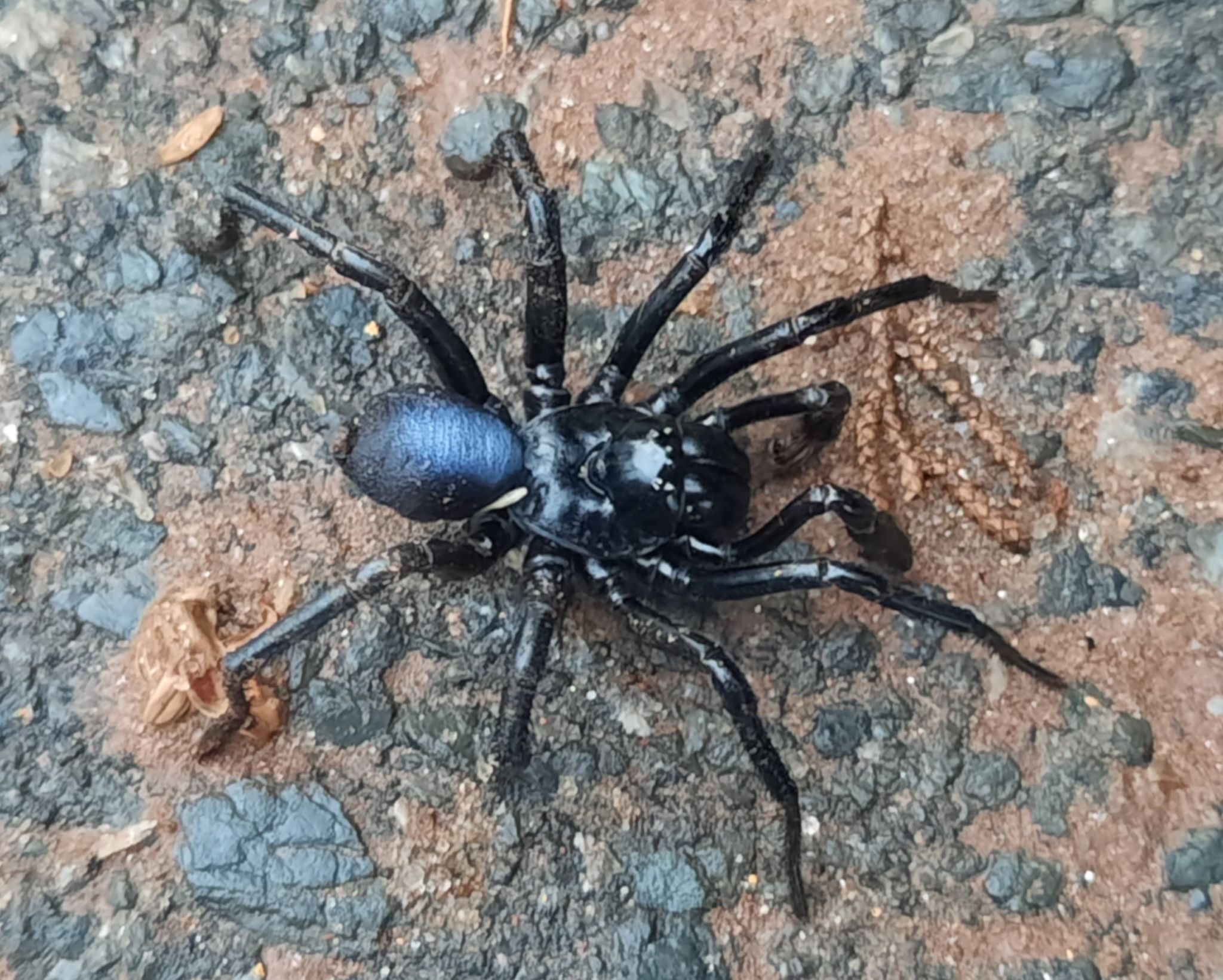 Actinopus candango Miglio, Pérez-Miles & Bonaldo, 2020