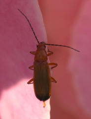 Rhagonycha fulva