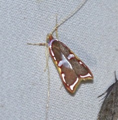 Barantola pulcherrima