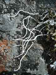 Thamnolia vermicularis vermicularis