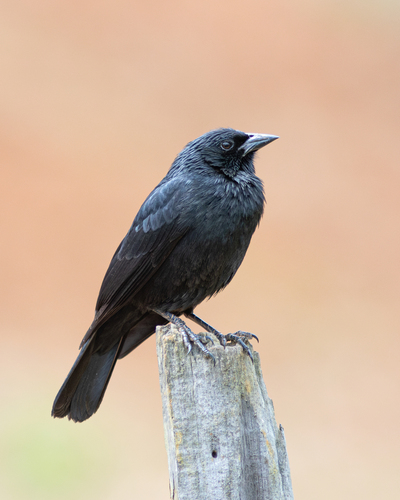 Chopí Blackbird