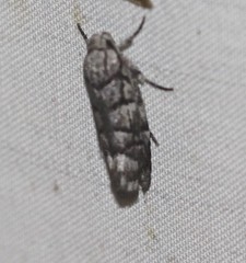 Lichenaula onychodes