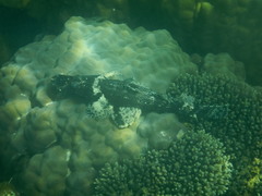 Cymbacephalus beauforti