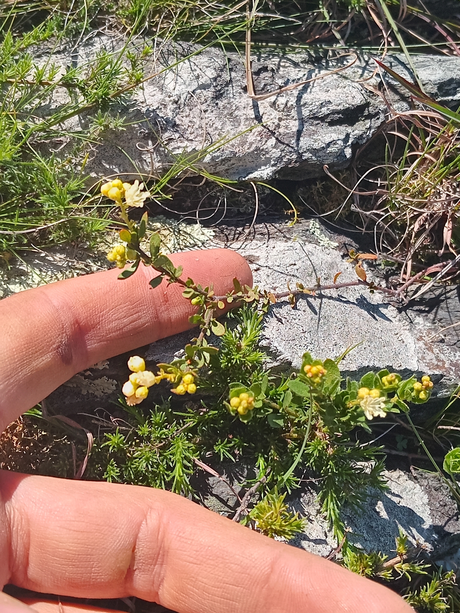 Croton quintasii
