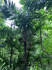 Bactris guineensis