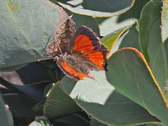 Capys alphaeus alphaeus