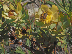 Leucadendron barkerae