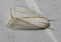 Cryptophasa flavolineata