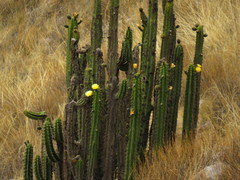 Corryocactus brevistylus