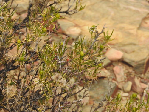 Pale Gumbush (Pteronia pallens)