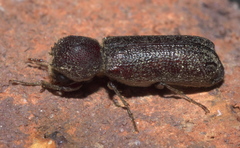 Amphicerus bicaudatus