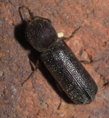 Amphicerus bicaudatus