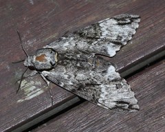 Psilogramma menephron