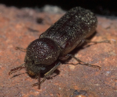 Amphicerus bicaudatus