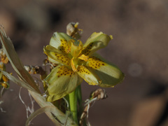 Moraea inconspicua