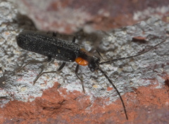Rhagonycha lineola