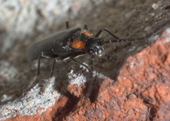 Rhagonycha lineola